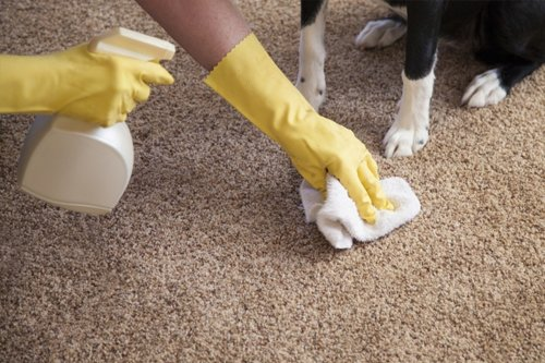 pet urine stain removal from the carpet